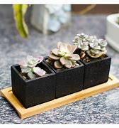 Image result for Succulent Pots