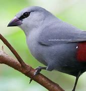 Image result for Waxbill Finch Nest