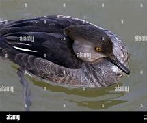 Image result for Immature Male Hooded Merganser