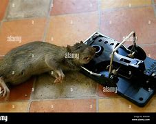 Image result for Dead Rat in Duct