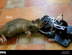 Image result for Rat Trap Movie