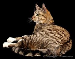 Image result for Taxidermy Cat