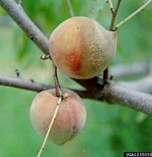 Image result for Nectarine Tree Diseases