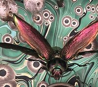 Image result for Insect Process Art