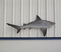 Image result for Shark Mount