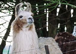 Image result for Pet Llama