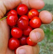 Image result for Flat Cherry Redf