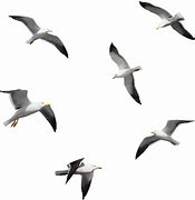 Image result for Seagulls Flying No Background