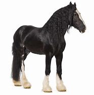 Image result for Shire Horse Saddle