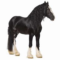 Image result for Shire Horse Gray