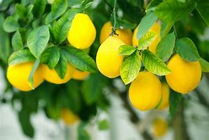 Image result for Citrus Plant Stem