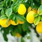 Image result for Mom of Lemon