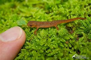 Image result for Red Eft Newt