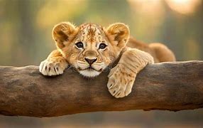 Image result for Jungle Lion Baby