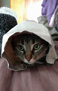 Image result for Burrito Love Cat