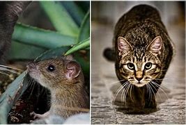 Image result for Cat Carnivore