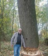 Image result for Biber Baum Fällen