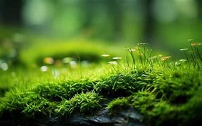 Image result for Log Covered in Moss