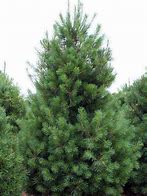 Image result for Full-Grown White Pines