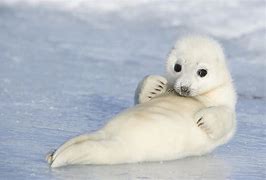 Image result for Fat Harp Seal Pup