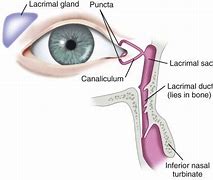 Image result for Lacrimal Gland Location