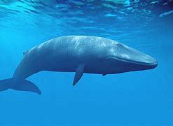 Image result for Whale Water