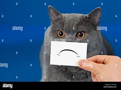 Image result for Sad Cat Crazy