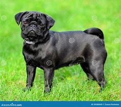 Image result for Bla Aka Pug Town Borroloola