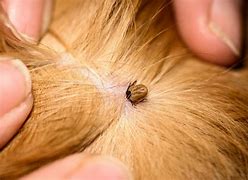 Image result for Mites in Dogs