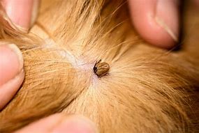 Image result for Mites On Dogs Back