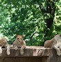 Image result for Male Lion with Cub Zoo