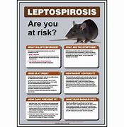 Image result for Leptospirosis Poster