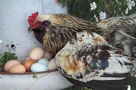 Image result for Easter Egger Chicken Eggs