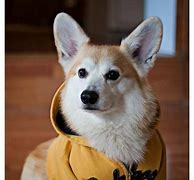 Image result for Corgis in Jeans