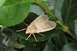 Image result for Sycamore Tussock Moth Caterpillar