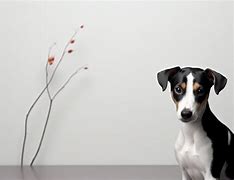 Image result for Bluetick Rat Terrier