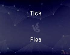 Image result for Tick vs Flea