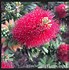 Image result for Dwarf Bottlebrush Shrubs Plants