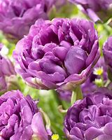 Image result for Blue Tulip Bulbs