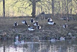 Image result for Barnacle Geese