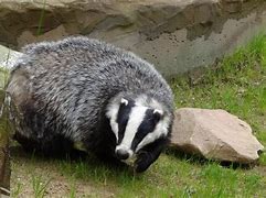 Image result for Wolverine Badger