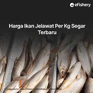 Image result for Ikan Can a Jelek