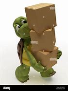 Image result for Box Tortoise