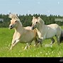 Image result for Yearlings Equine