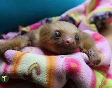 Image result for Sloth Fun Facts