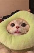 Image result for Gato Meme