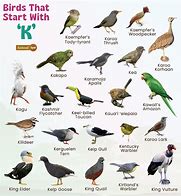 Image result for Birds That Start with K