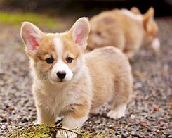 Image result for Ảnh Corgi