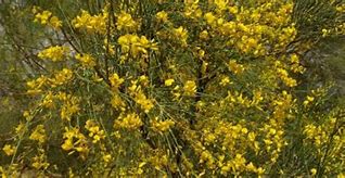 Image result for Genista Porlock Broom