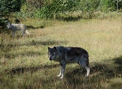 Image result for Where Do Wolves Sleep